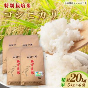 ふるさと納税 稲敷市 【令和7年産】特別栽培コシヒカリ20kg(5kg×4袋)　精米