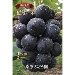 ふるさと納税 津山市 先行予約　岡山産　完熟ピオーネ　4〜5房　2キロ以上