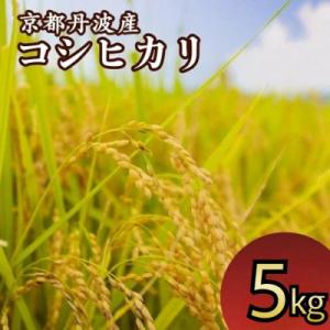 ふるさと納税 亀岡市 令和7年産 京都丹波産 米 コシヒカリ 5kg 精米《JA京都たわわ朝霧》