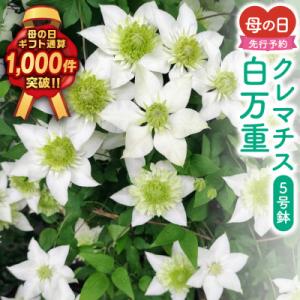 ふるさと納税 田村市 【先行受付 2026年母の日 】クレマチス「白万重」5号鉢 ギフトラッピング付き