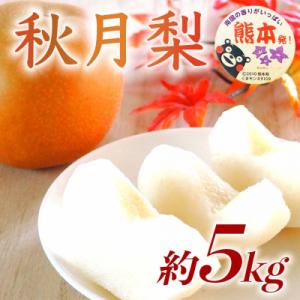 ふるさと納税 荒尾市 熊本県産 秋月梨 6〜18玉 約5kg 甘くて みずみずしい秋のフルーツ・ナシ(荒尾市)