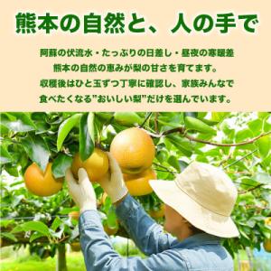 ふるさと納税 荒尾市 熊本県産 新高梨 5〜8...の詳細画像2