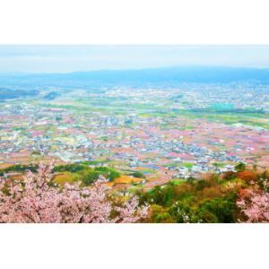ふるさと納税 紀の川市 あら川の桃 (訳あり)...の詳細画像3