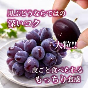 ふるさと納税 山梨市 山梨市産 富士の輝 富士...の詳細画像1