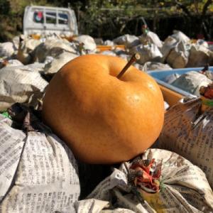 ふるさと納税 京丹後市 【先行予約/数量限定】...の詳細画像2