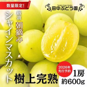 ふるさと納税 河内長野市 【2026年9月上旬〜順次発送】田中ぶどう園の厳選朝採りシャインマスカット 約600g 1房
