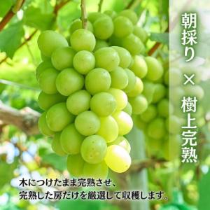 ふるさと納税 河内長野市 【2026年9月上旬...の詳細画像1