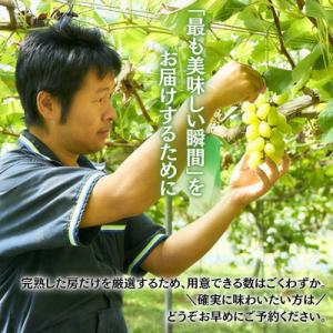 ふるさと納税 河内長野市 【2026年9月上旬...の詳細画像3