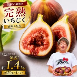 ふるさと納税 南知多町 【2026年産】愛知県南知多町産　訳あり いちじく 約350g×4パック 計...