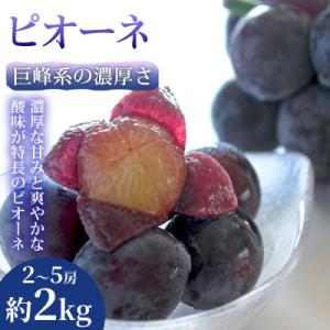 ふるさと納税 錦町 【巨峰系の濃厚さ】熊本県産ピオーネ|食べ応え抜群の大粒ぶどう 2~5房(約2kg) 1箱