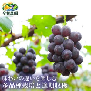 ふるさと納税 錦町 【巨峰系の濃厚さ】熊本県産...の詳細画像2