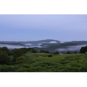 ふるさと納税 久米南町 摘み落としぶどう 2種...の詳細画像3