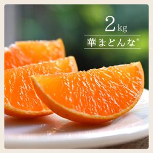 ふるさと納税 八幡浜市 コウ果樹園「華まどんな」2kg【A33-50】