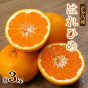 ふるさと納税 松山市 はれひめ 約3kg【2026年12月下旬頃から順次発送】産地直送 みかん