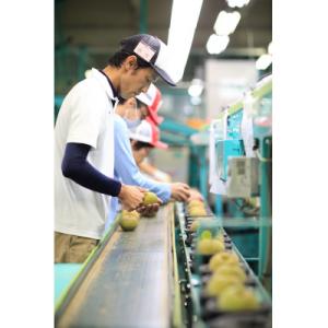 ふるさと納税 豊丘村 【南信州産】 豊水梨 秀...の詳細画像1