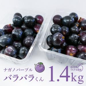ふるさと納税 長野県 (訳あり)信州うちやま農園のナガノパープル(バラバラ君)　1.4kg　●202...