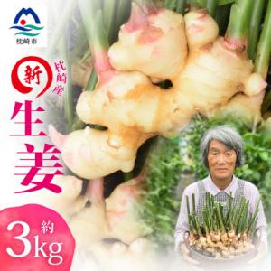 ふるさと納税 枕崎市 【先行受付】枕崎産 新生姜 約3kg(国産・農家直送)【2026年9月上旬より...