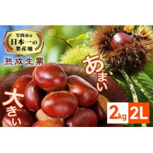 ふるさと納税 笠間市 【2026年先行予約】 熟成生栗 栗 2kg 2L 数量限定 国産和栗 農産物...