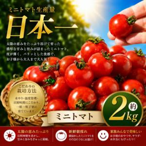 ふるさと納税 玉名市 【先行予約】熊本県産 ミニトマト 約2kg(玉名市)