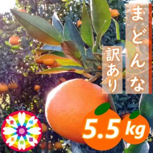 ふるさと納税 八幡浜市 愛咲果樹園「まどんな」訳あり 約5.5kg【71-65】