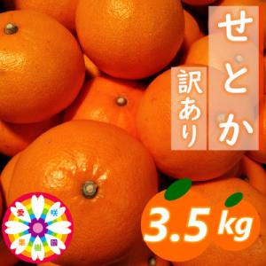 ふるさと納税 八幡浜市 愛咲果樹園「せとか」訳あり約3.5kg【71-43】