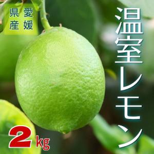 ふるさと納税 伊予市 温室レモン　2kg