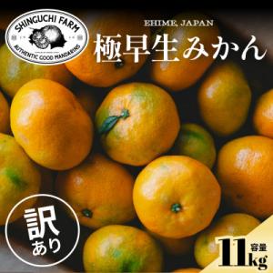ふるさと納税 八幡浜市 【訳ありだけど美味しさそのまま】極早生みかん 11kg【愛媛県産】【70-187】