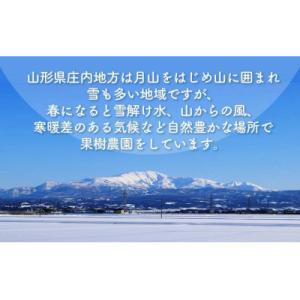 ふるさと納税 鶴岡市 【令和9年発送】干し柿 ...の詳細画像3