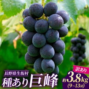 ふるさと納税 生坂村 【2026年発送 先行予約】【訳あり】種あり巨峰 約3.8kg(9〜13房)