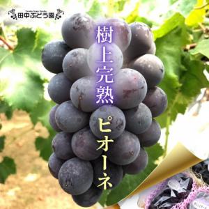 ふるさと納税 河内長野市 厳選 ピオーネ 約2.0kg(3〜4房)詰め合わせ 大粒の種なしぶどうを朝採りでお届けします。