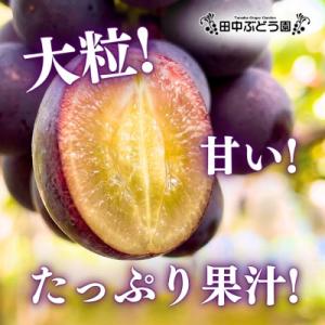 ふるさと納税 河内長野市 厳選 ピオーネ 約2...の詳細画像1