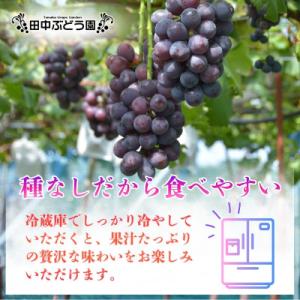ふるさと納税 河内長野市 厳選 ピオーネ 約2...の詳細画像2