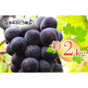 ふるさと納税 河内長野市 厳選 ピオーネ 約2...の詳細画像3