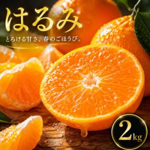 ふるさと納税 松山市 【選ぶならこれ】ぷちぷち食感【はるみ】2kg　愛媛県産