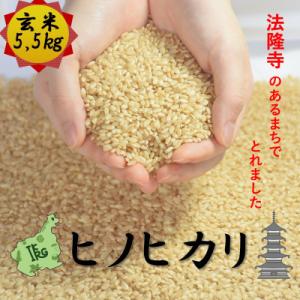 ふるさと納税 斑鳩町 世界遺産「法隆寺」のあるまちで採れた玄米【ヒノヒカリ】5.5kg　令和7年産