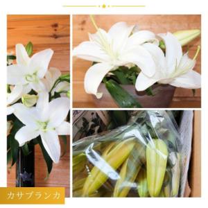 ふるさと納税 津南町 カサブランカ(正規品5本...の詳細画像1