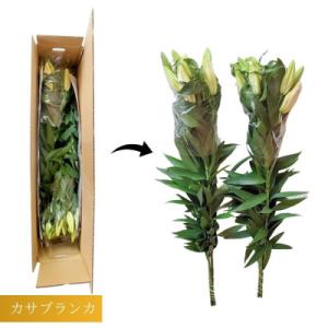 ふるさと納税 津南町 カサブランカ(正規品5本...の詳細画像2