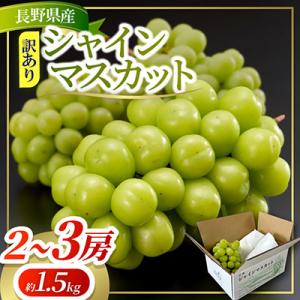 ふるさと納税 塩尻市 約1.5kg!! 訳あり シャインマスカット (2〜3房) 長野県産 2026年新登場!