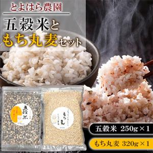 ふるさと納税 湯前町 相良村産 ヘルシー五穀米ともち丸麦セット