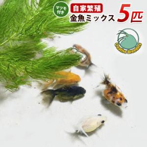 ふるさと納税 指宿市 金魚ミックス5匹+マツモ付き (IB167-005)