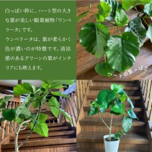 ふるさと納税 南九州市 観葉植物 ウンベラータ...の詳細画像1