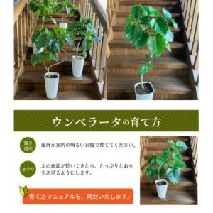 ふるさと納税 南九州市 観葉植物 ウンベラータ...の詳細画像2