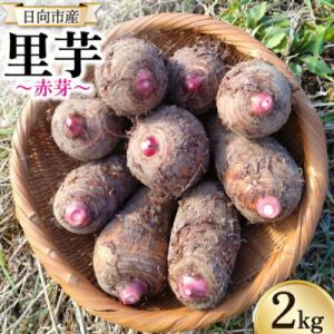 ふるさと納税 日向市 【期間限定】里芋(赤芽) 約2kg