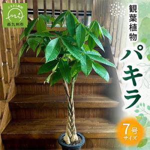 ふるさと納税 南九州市 観葉植物 パキラ1鉢
