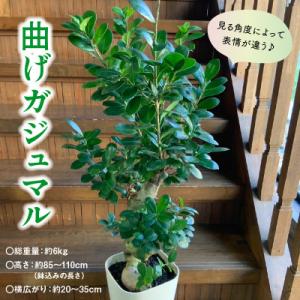 ふるさと納税 南九州市 観葉植物 ガジュマル1鉢の詳細画像1