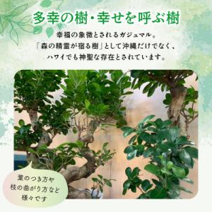 ふるさと納税 南九州市 観葉植物 ガジュマル1鉢の詳細画像2