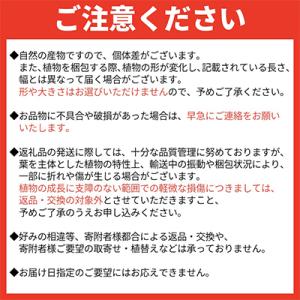 ふるさと納税 南九州市 観葉植物 ガジュマル1鉢の詳細画像3
