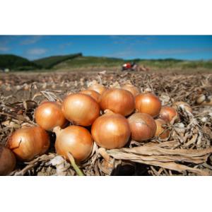 ふるさと納税 美幌町 【2026年10月上旬以降発送】美幌産 たまねぎ L大サイズ 10kg 令和8...