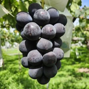 ふるさと納税 長野県 信州須坂産 種無し巨峰 約2kg (約4〜6房)