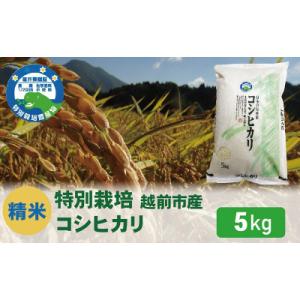 ふるさと納税 越前市 【先行受付】令和8年産 特別栽培 コシヒカリ　5kg